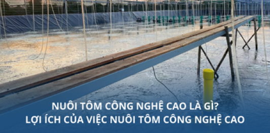 Nuôi tôm công nghệ cao là gì? Lợi ích của việc nuôi tôm công nghệ cao